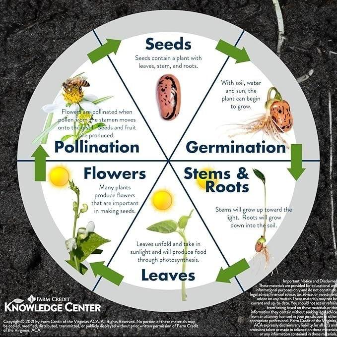 Mini  Watermelon Seeds