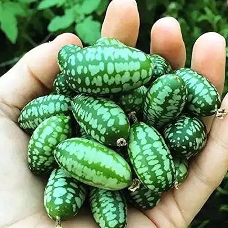 Mini  Watermelon Seeds