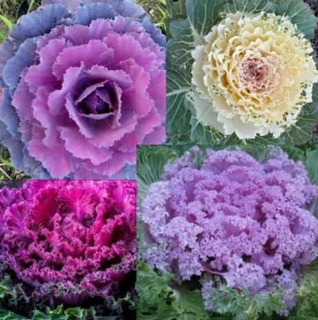 Colorful Flowering Kale Cabbage Seeds